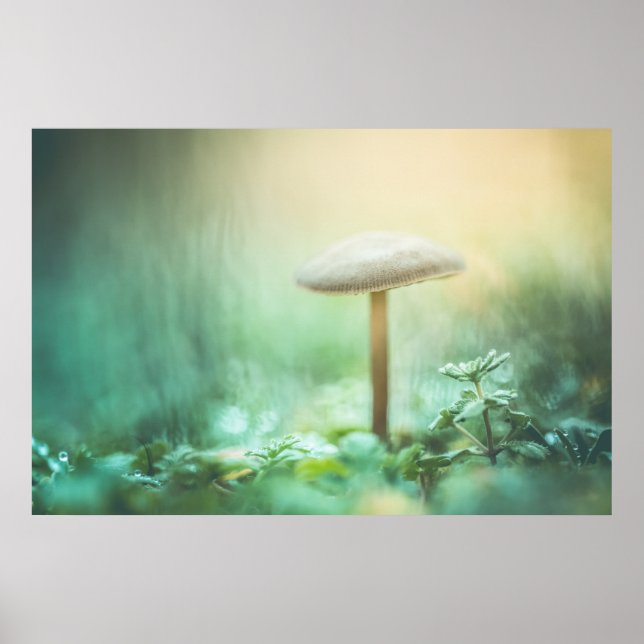 Affiche Photo de la nature des champignons enchantés (Devant)