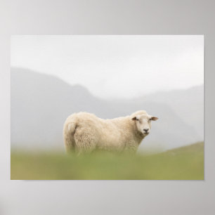 Affiche Photo de la nature des moutons