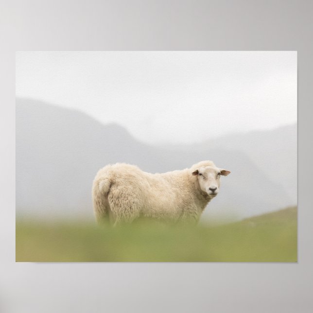 Affiche Photo de la nature des moutons (Devant)