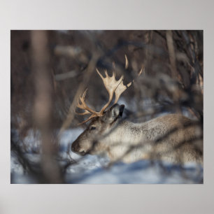 Affiche Photo de la nature des rennes