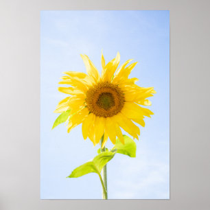 Affiche Photo de la nature des tourntournesols