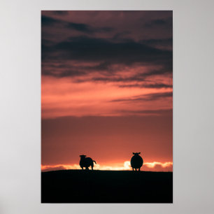 Affiche Photo de la nature du coucher du soleil de mouton