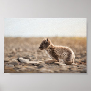 Affiche Photo de la nature du renard arctique
