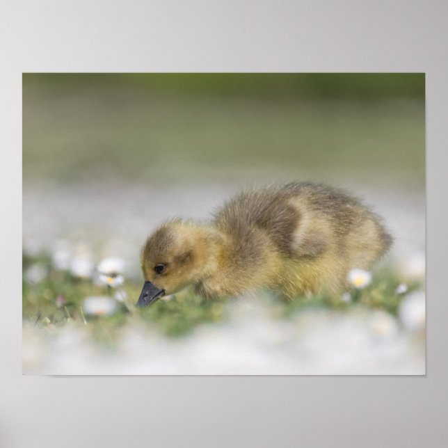 Affiche Photo de la nature d'un adorable gosling (Devant)