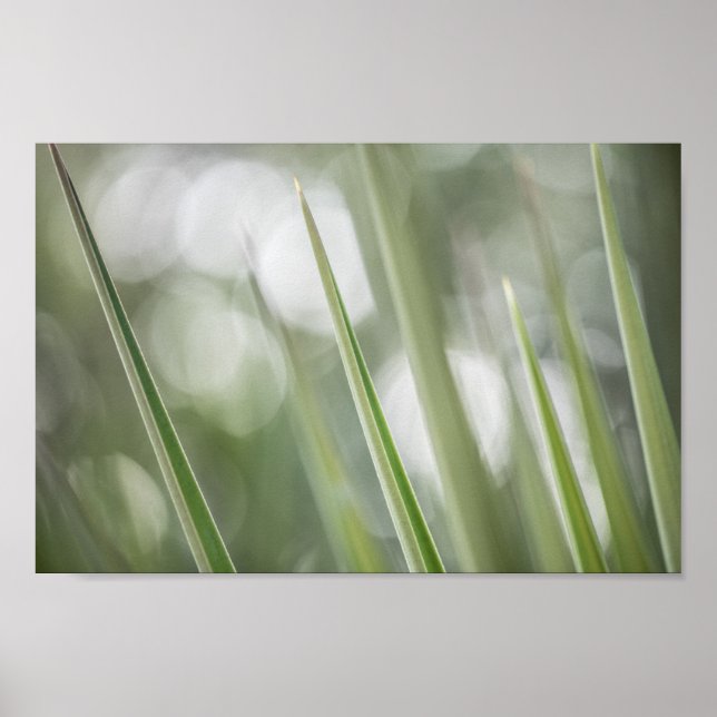 Affiche Photo de la nature Plante verte (Devant)