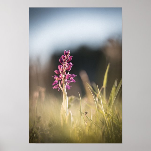 Affiche Photo de la nature sauvage de l'orchidée (Devant)