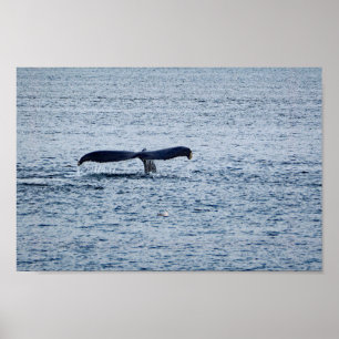 Affiche Photo de la piste de baleine à bosse sauvage