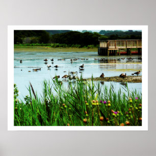 Affiche Photo de Lake Scene avec Cattails Ducks Dock