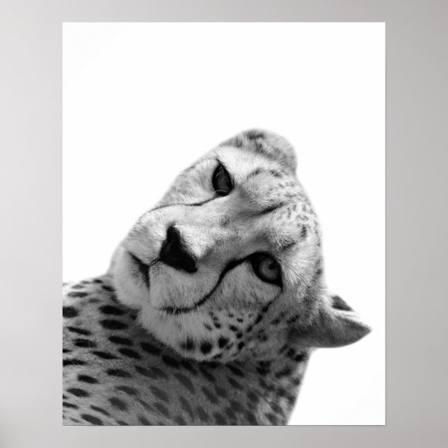Affiche Photo de l'animal de la jungle du léopard blanc no (Devant)