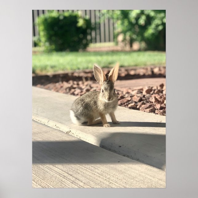 Affiche photo de lapin de Pâques printemps (Devant)