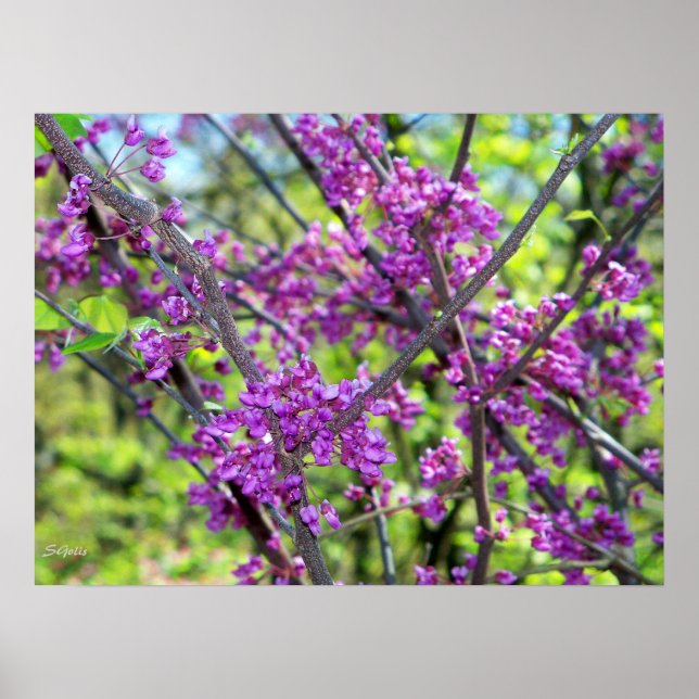 Affiche photo de l'arbre à fleurs Redbud du Missou (Devant)