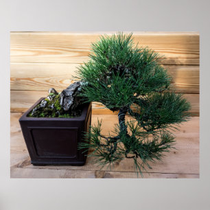 Affiche Photo de l'arbre Bonsai du pin noir japonais