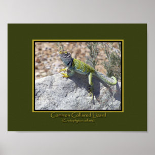 Affiche Photo de lézard à collier coloré adorant le soleil