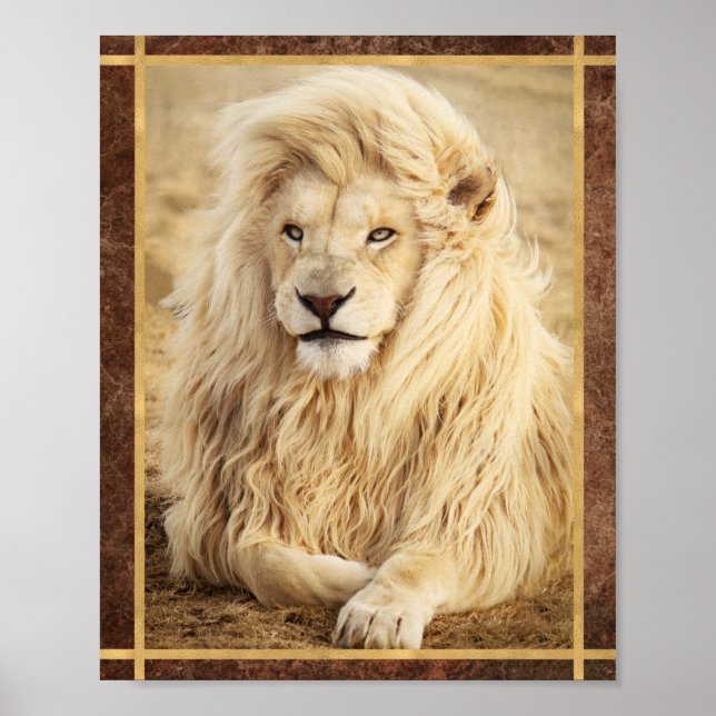 Affiche Photo de Lion Blanc (Devant)