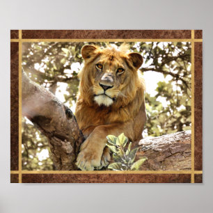 Affiche Photo de lion dans un arbre