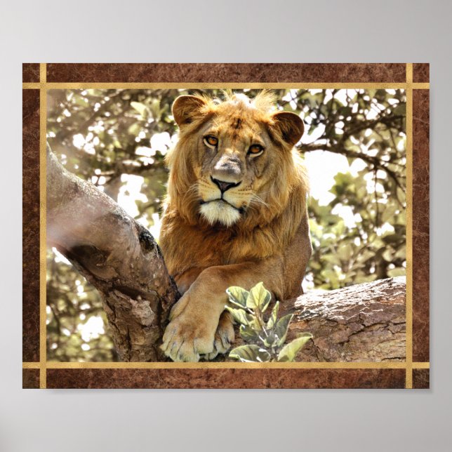 Affiche Photo de lion dans un arbre (Devant)