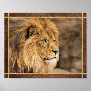 Affiche Photo de Lion de Profil