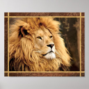Affiche Photo de lion en gros plan