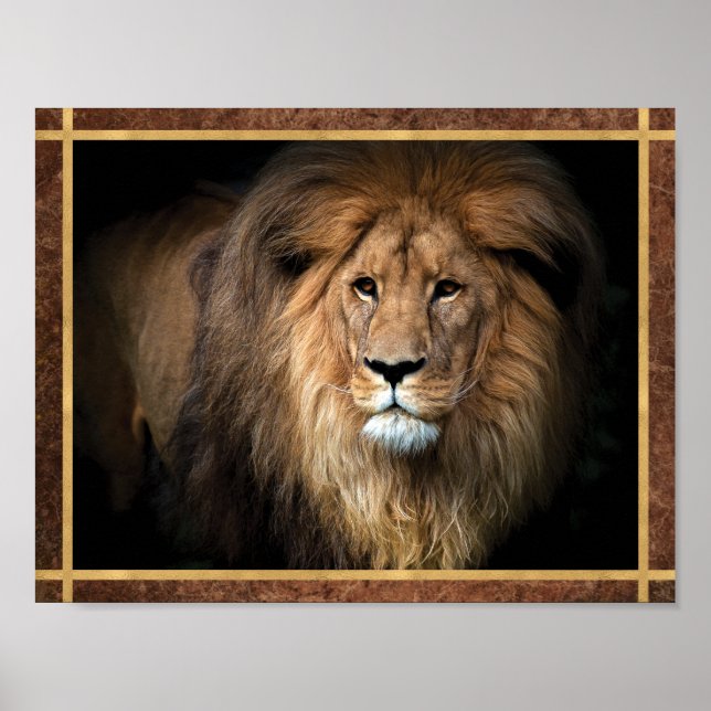 Affiche Photo de Lion Majestueux (Devant)