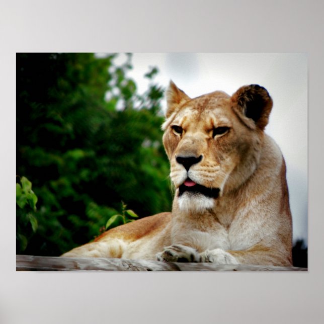 Affiche Photo de Lioness (Devant)