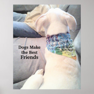 Affiche Photo de mignon Chien blanc observant papa