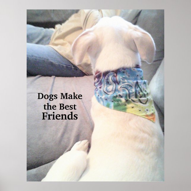 Affiche Photo de mignon Chien blanc observant papa (Devant)