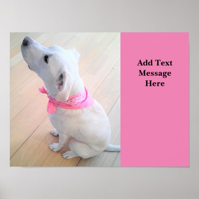 Affiche Photo de mignon chien levrette Ajouter le texte ro (Devant)