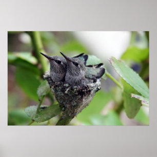 Affiche Photo de mignons colibris