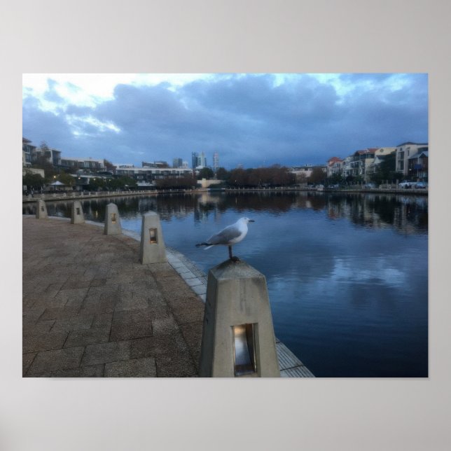 Affiche Photo de Mouette (Devant)