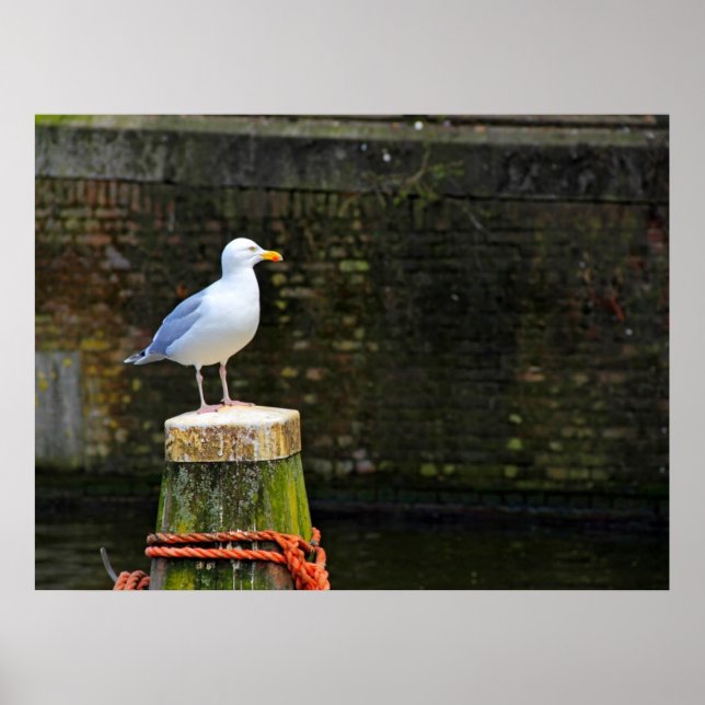 Affiche Photo de mouette côtière et de faune océanique (Devant)