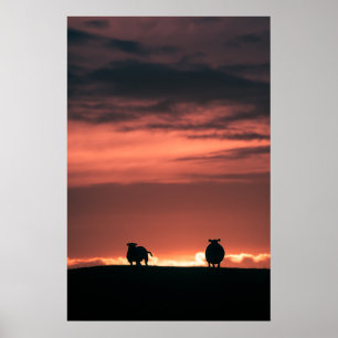 Affiche Photo de moutons au coucher de soleil naturel