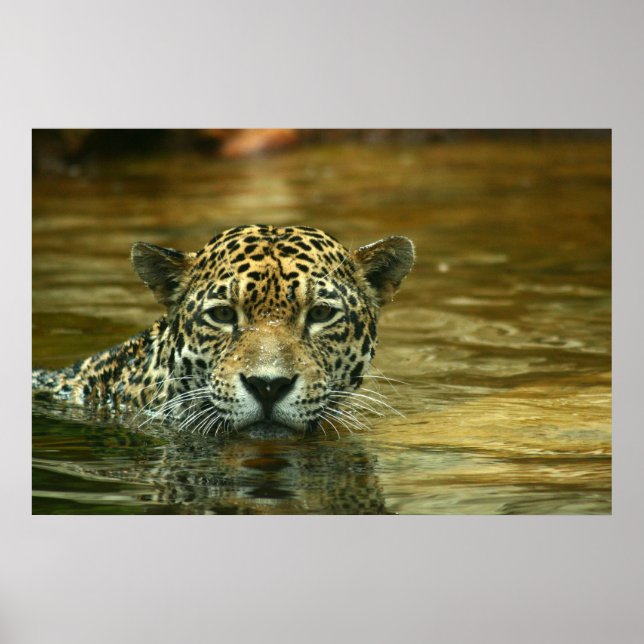 Affiche Photo de natation Jaguar (Devant)