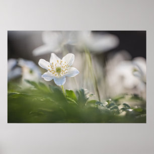 Affiche Photo de nature d'Anémone des bois
