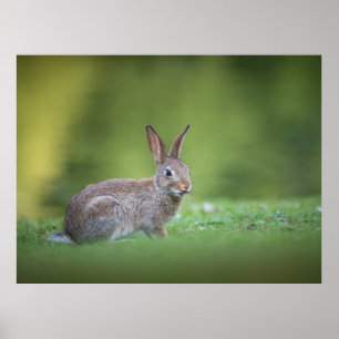 Affiche Photo de nature de lapin de garenne