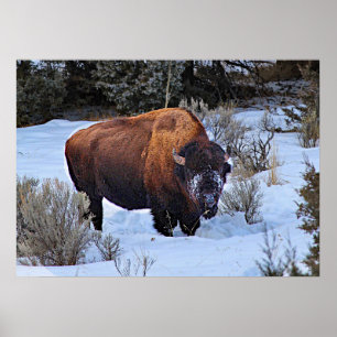 Affiche Photo de neige de Buffalo