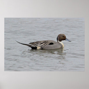 Affiche Photo de Northern Pintail Duck