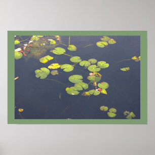 Affiche Photo de Nymphéas