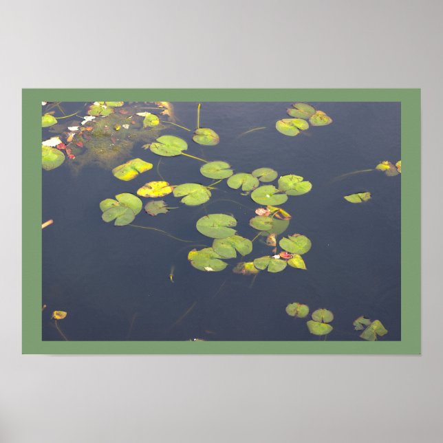 Affiche Photo de Nymphéas (Devant)