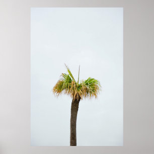 Affiche Photo de palmier brun et vert