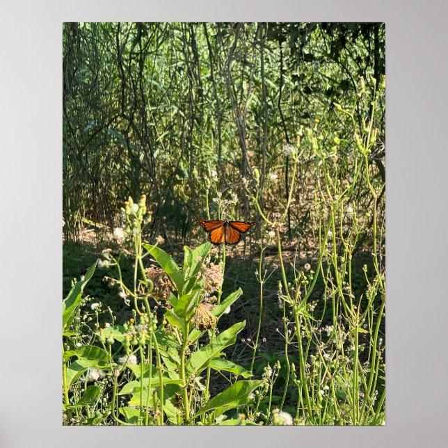 Affiche photo de papillon monarque (Devant)