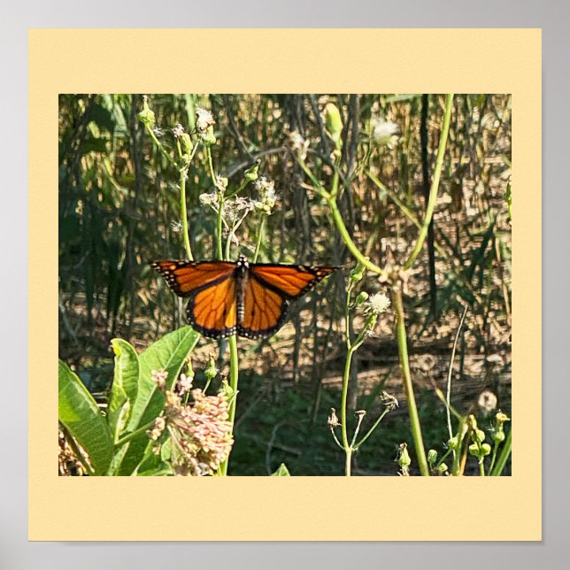 Affiche photo de papillon monarque (Devant)
