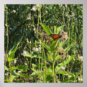 Affiche photo de papillon monarque