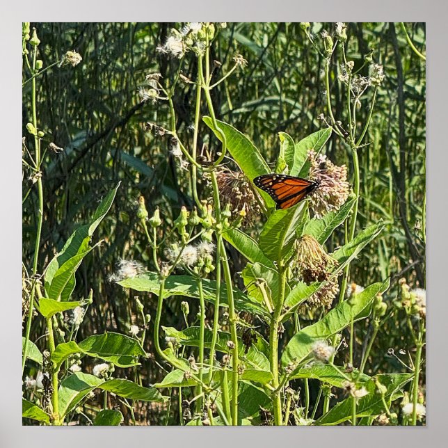 Affiche photo de papillon monarque (Devant)
