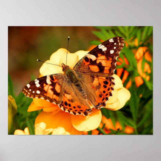 Affiche photo de papillon Painted Lady (Devant)