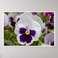 Photo de Pensée Blanche Violette