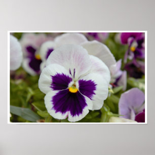 Affiche Photo de Pensée Blanche Violette