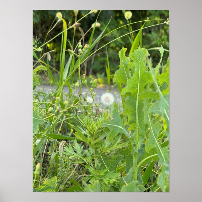 Affiche photo de pissenlit  (Devant)