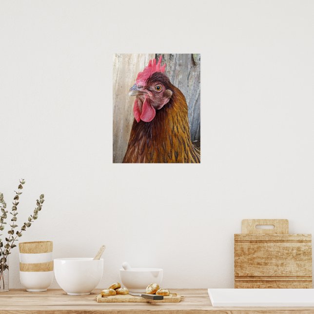 Affiche Photo de poule rouge (Cuisine)