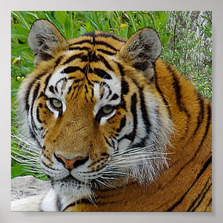 Affiche Photo de près du visage d'un tigre de Sibérie