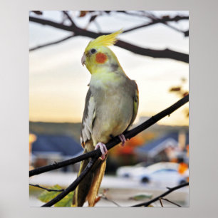 Affiche Photo de profil Cockatiel